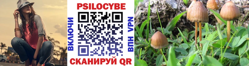 Псилоцибиновые грибы Psilocybe  Купить где  Белинский 